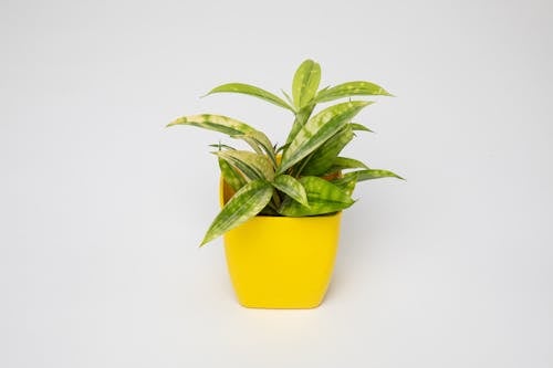 Free Green Plant in a Yellow Pot Stock Photo