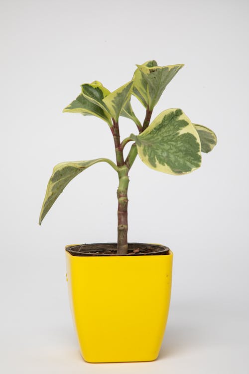 Green Plant on Yellow Pot