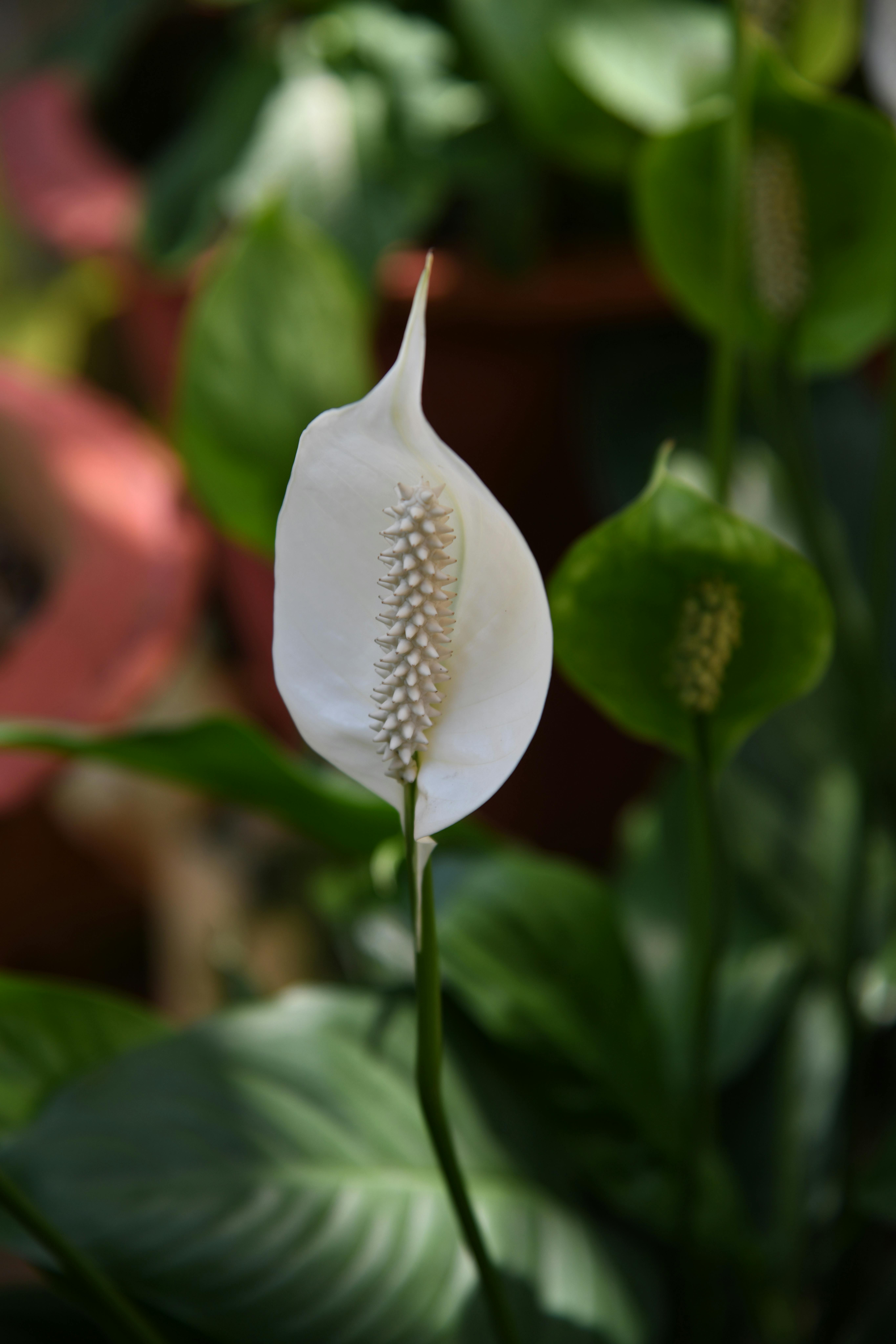 Free stock photo of Peace lily