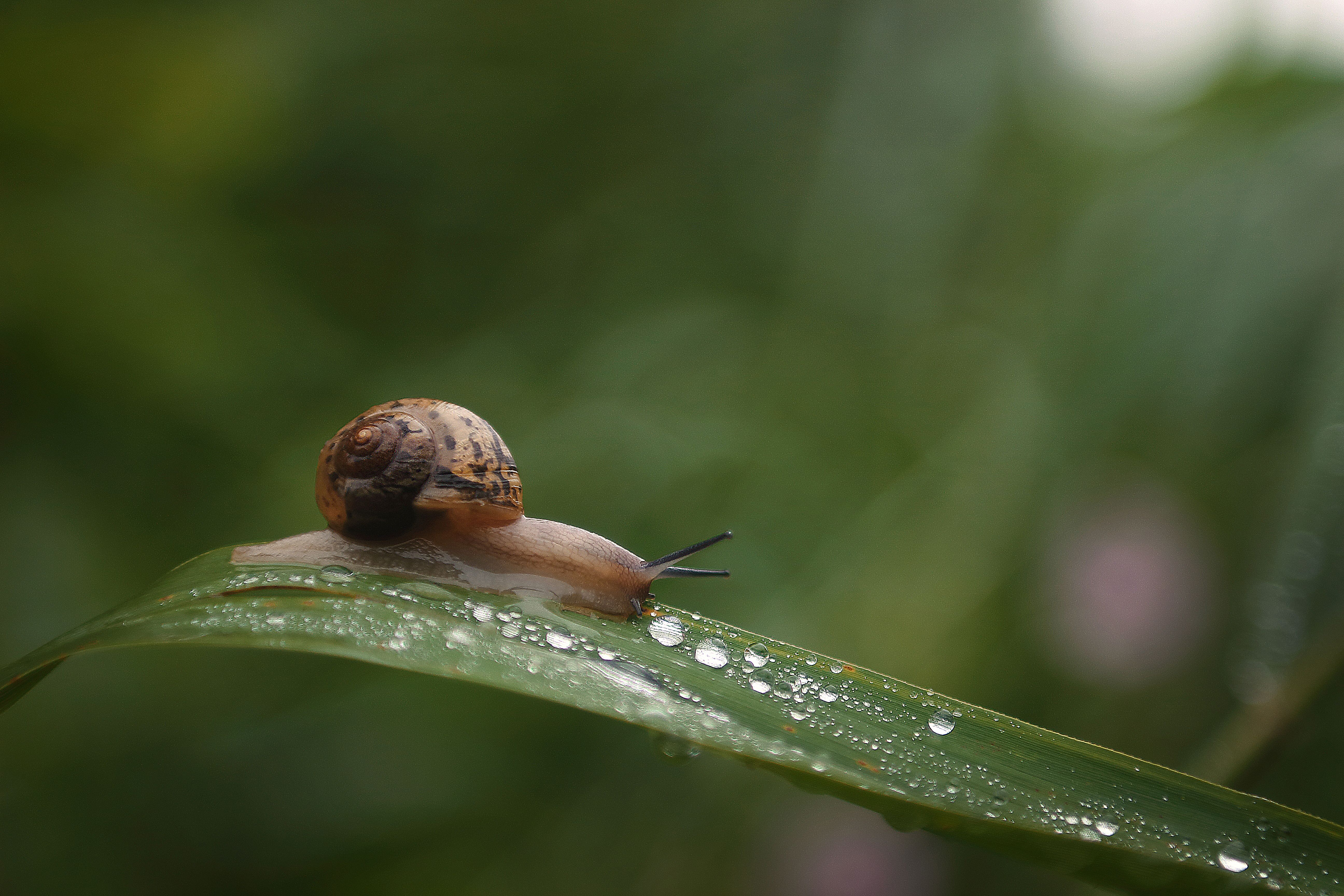 Selective Focus Photography of Brown Snail on Plant Leaf · Free Stock Photo