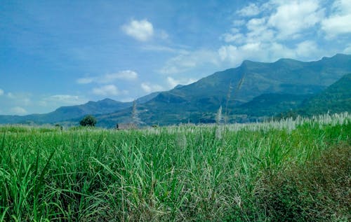 Kostnadsfri bild av amal r idukki, berg, blå