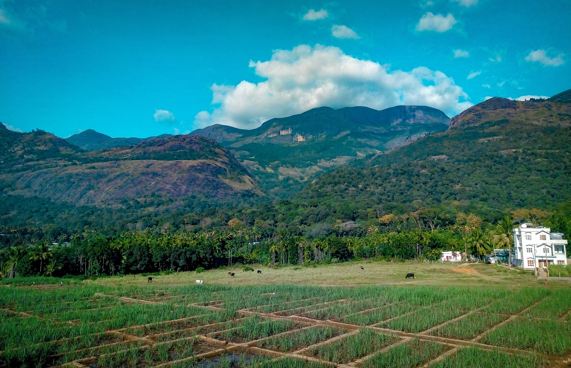 Picturesque view of Marayoor's landscape, featuring green fields, mountains, and a vibrant blue sky.