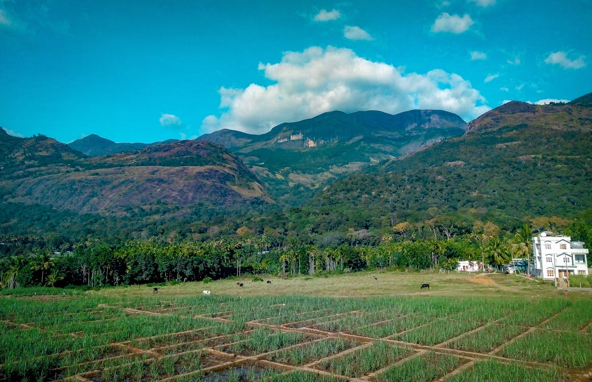 Рисовое поле возле горы в дневное время