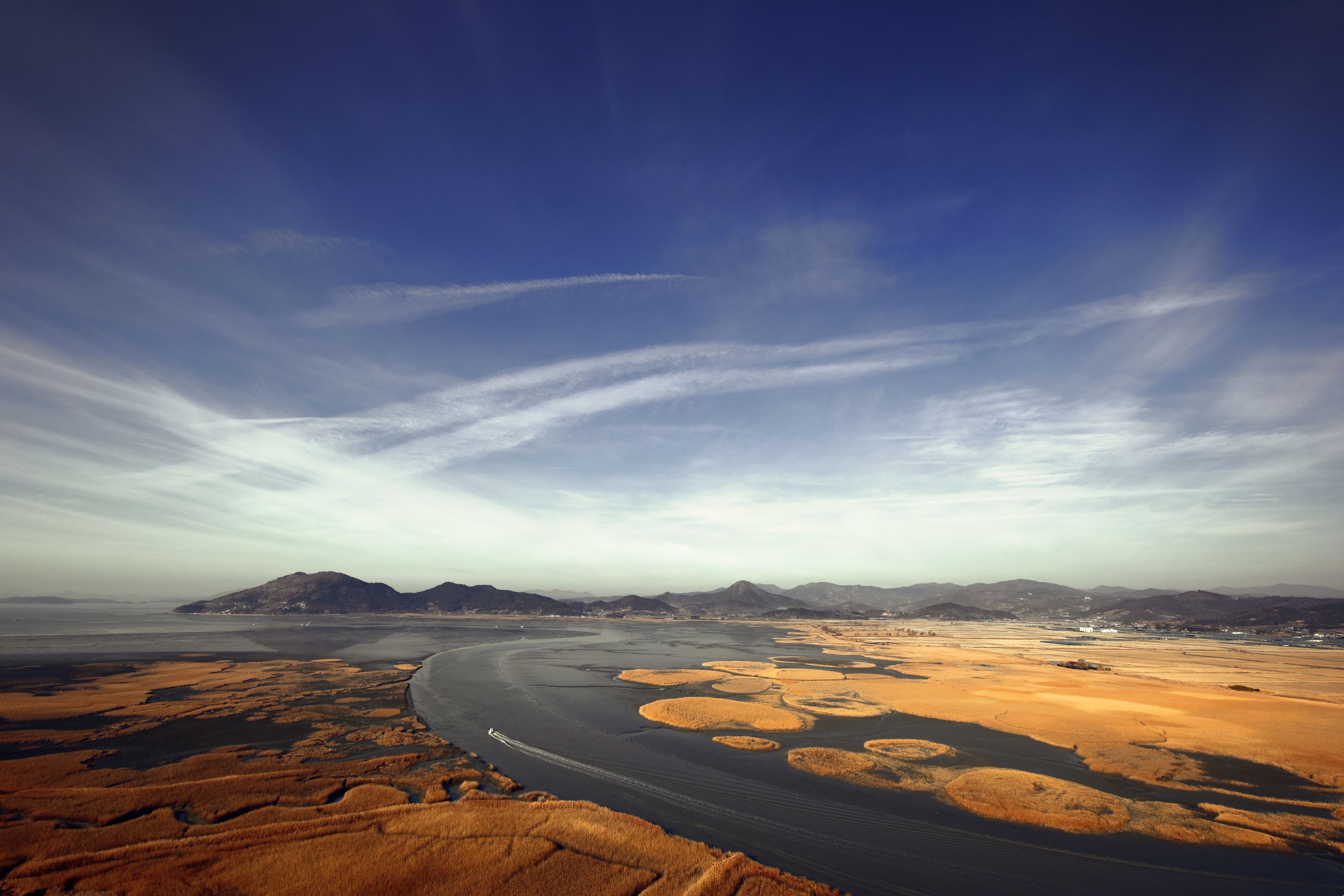 Suncheon Bay wetlands reeds