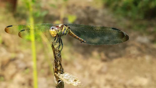 Green Dragonfly Perched on Brown Stem in Closeup Photography