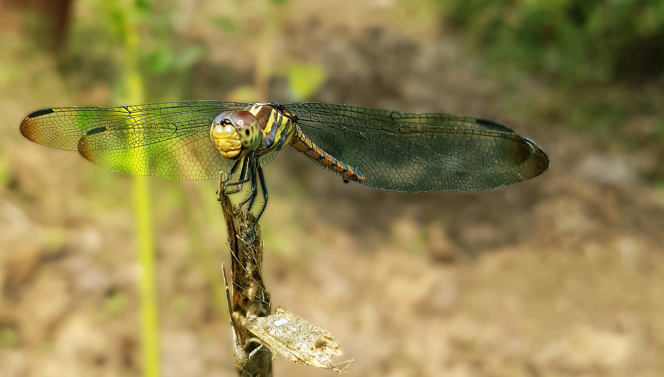Green Dragonfly Perched on Brown Stem in Closeup Photography · Free