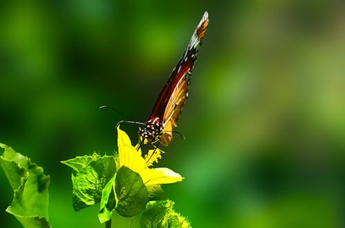 クローズアップ写真で緑の葉の植物にとまる茶色の蝶