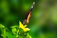 一只彩色蝴蝶的特写镜头，正栖息在花园中一朵亮黄色的花朵上