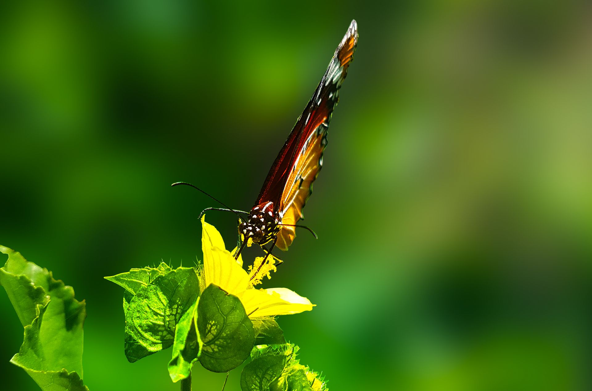 Brown Butterfly Perched on Green Leaf Plant in Closeup Photography