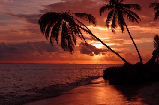 Beautiful silhouette of palm trees against a dramatic sunset at Playa Santa María, Cuba.