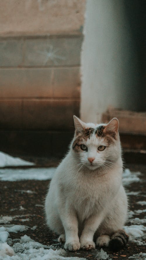 Безкоштовне стокове фото на тему «біколор кішка, білий і коричневий кіт, бродячий кіт»
