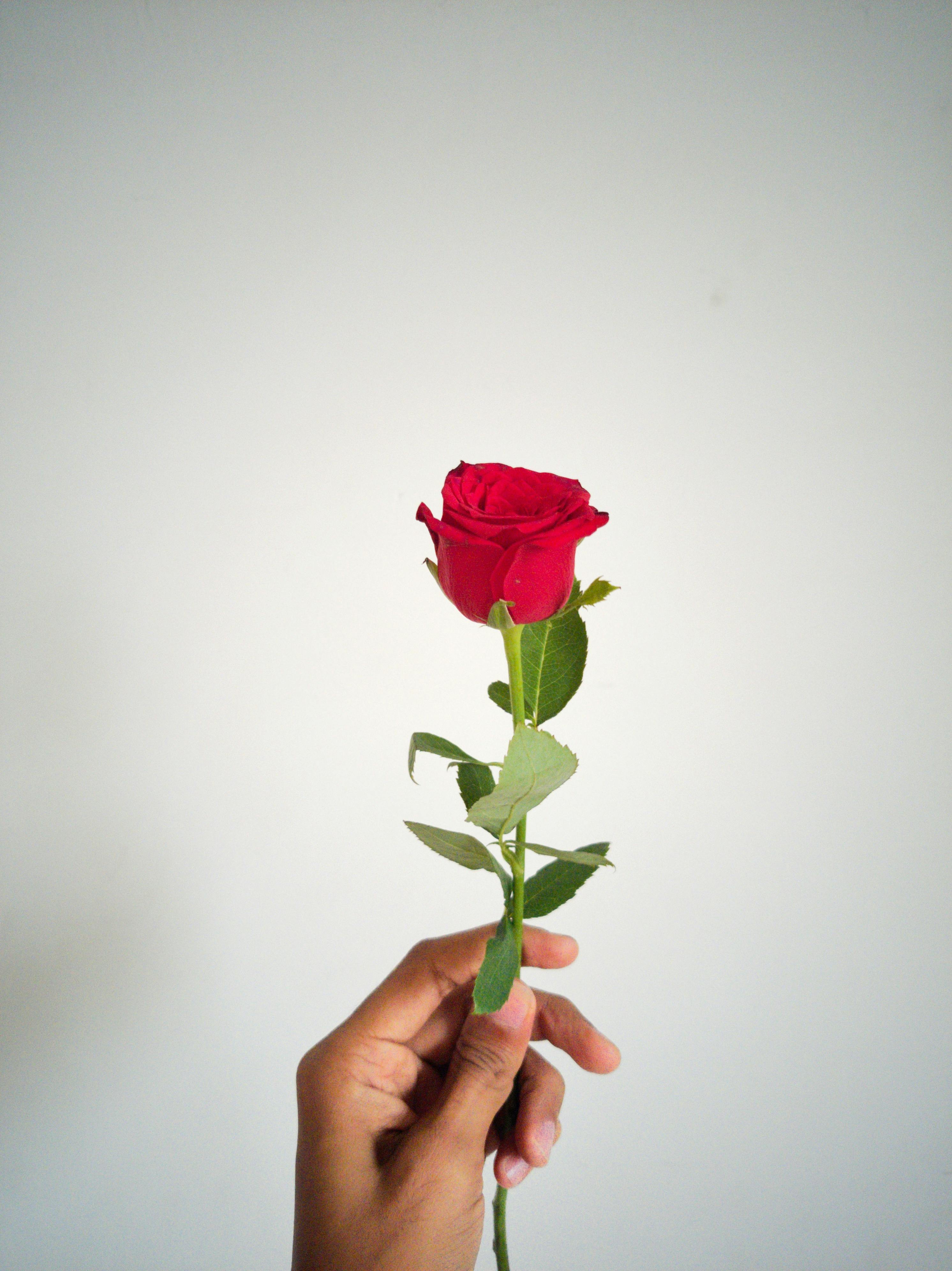 holding a rose stem