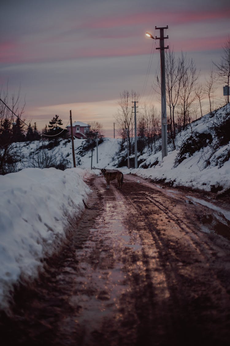 Mud And Animal On Road In Winter