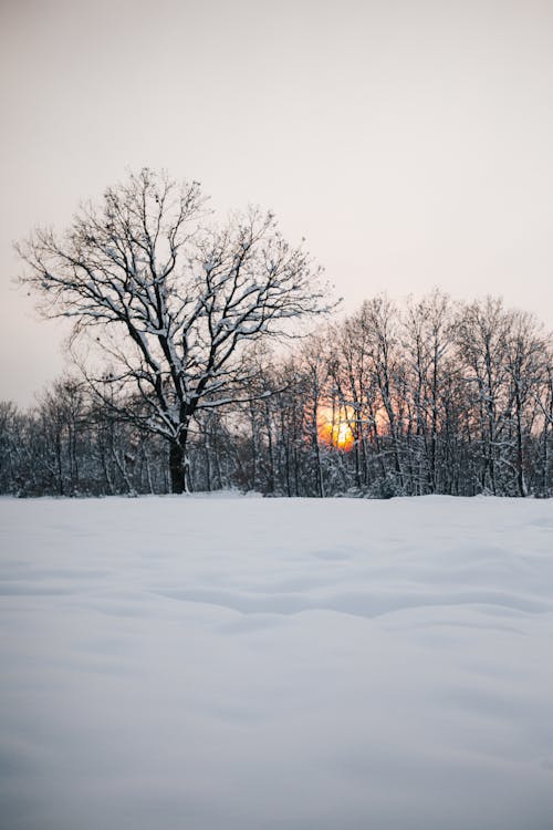 下雪的, 光禿禿的樹木, 冬季 的 免費圖庫相片