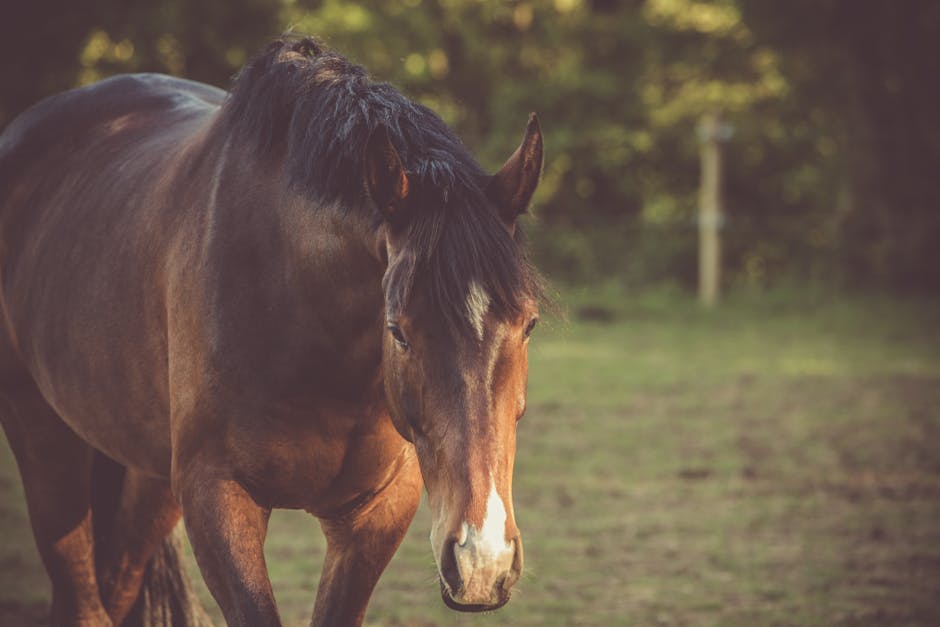 Brown Horse