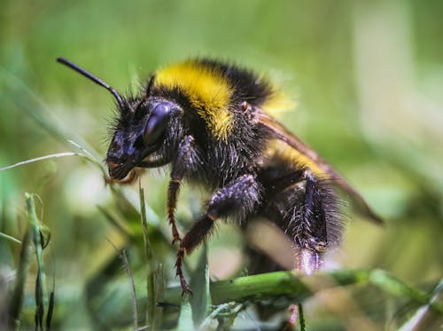 Kostnadsfria Kostnadsfri bild av bi, blad, djur Stock foto