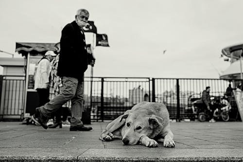 Black and White Photo of Dog Lying on the Floor