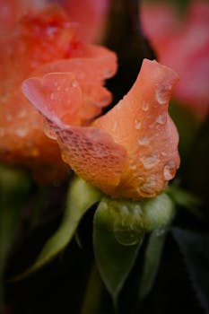 A detailed close-up of an orange rose bud with dew droplets, capturing the delicate beauty of garden flora.