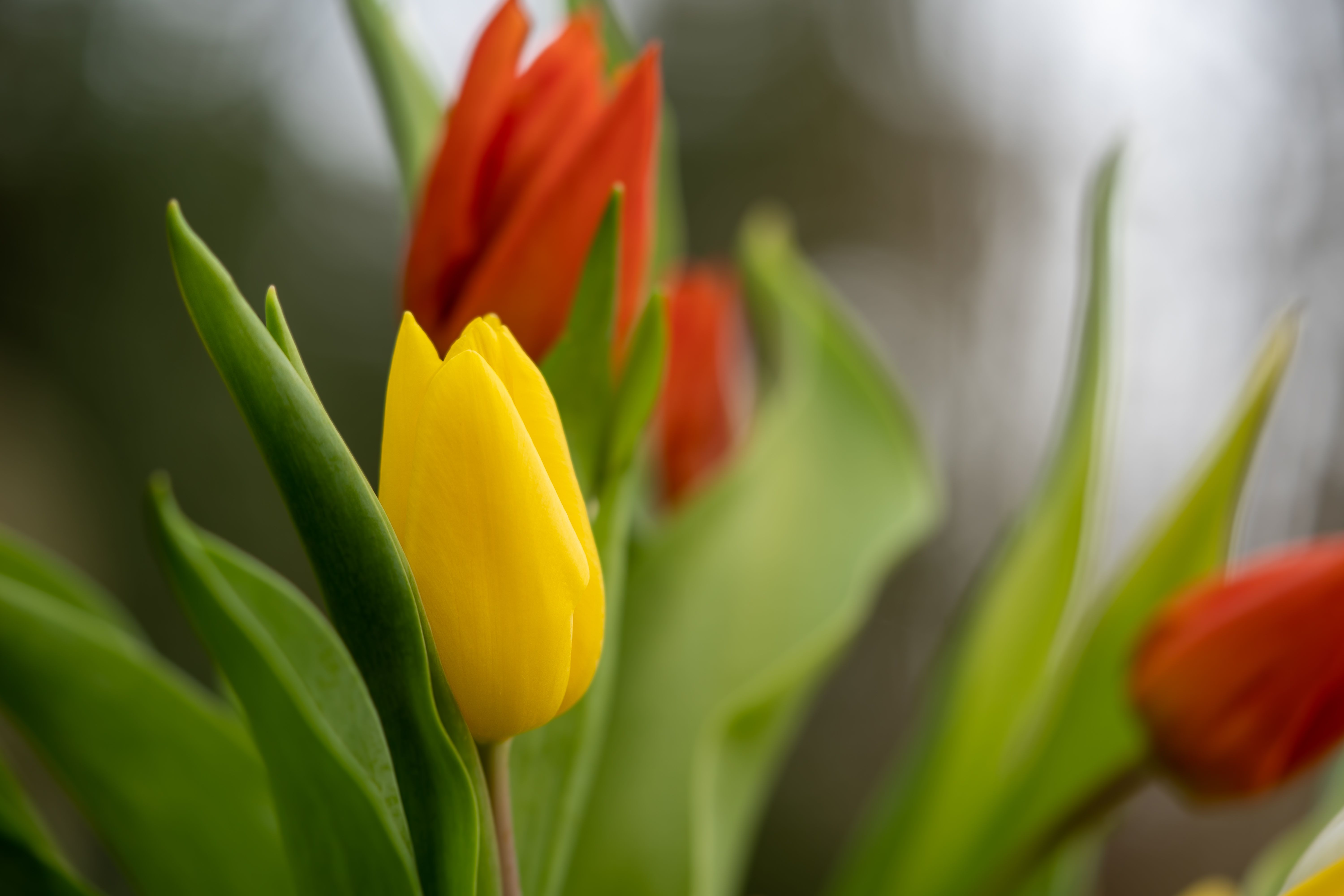 Close Up Photo of Tulips · Free Stock Photo