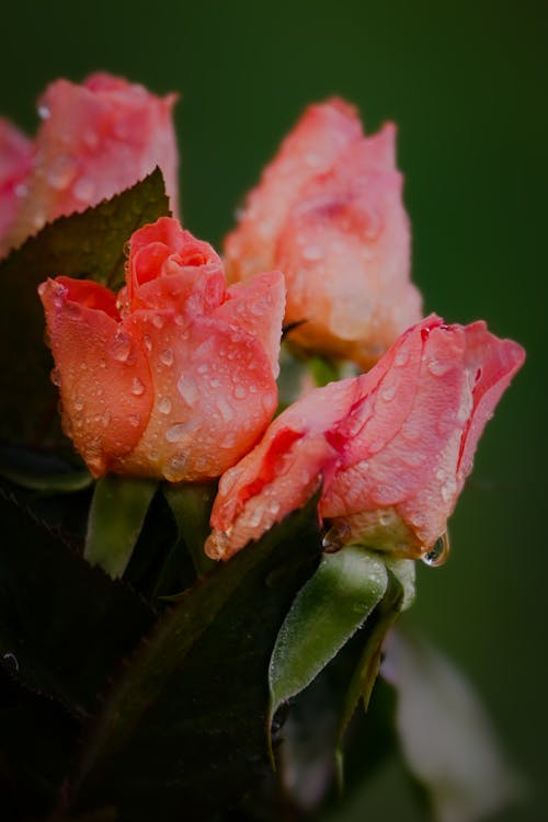 Water Droplets on Pink Roses