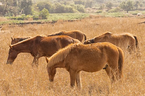 Immagine gratuita di animale, cavalli, criniera