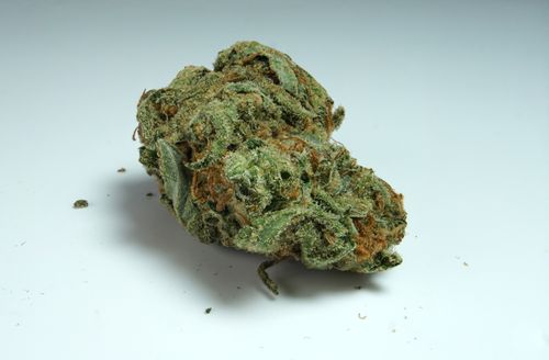Free stock photo of amnesia haze, dutch cannabis Stock Photo