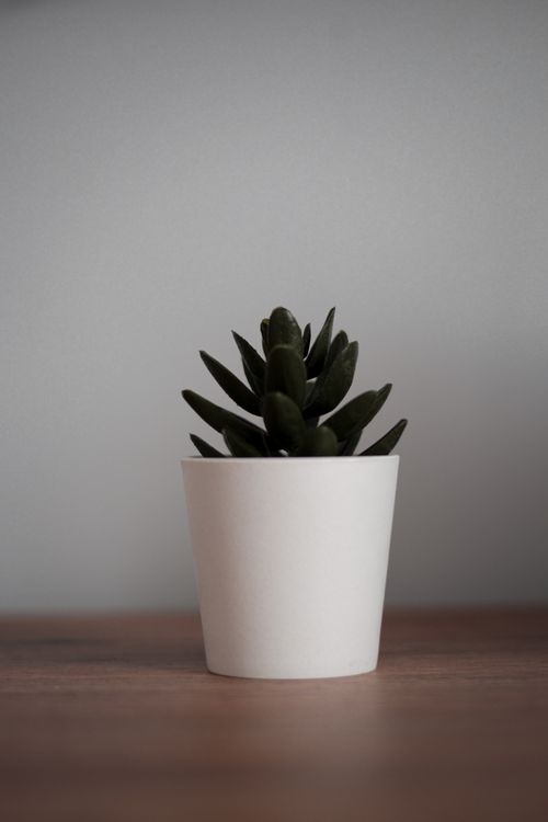 Free A minimalist image of a succulent plant in a white pot, perfect for decor. Stock Photo