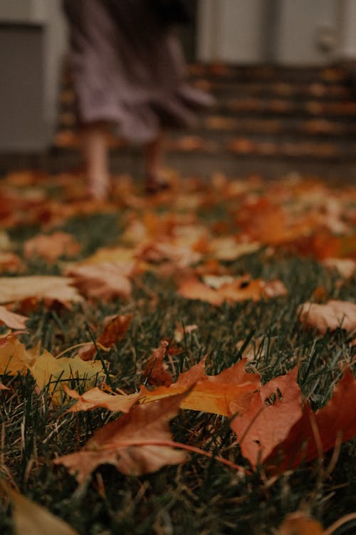 Fallen Leaves on the Grass 