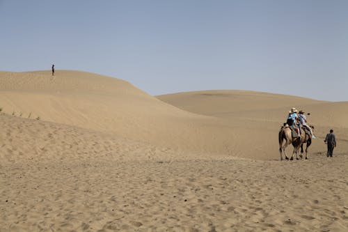 Foto profissional grátis de areia, camelo, céu