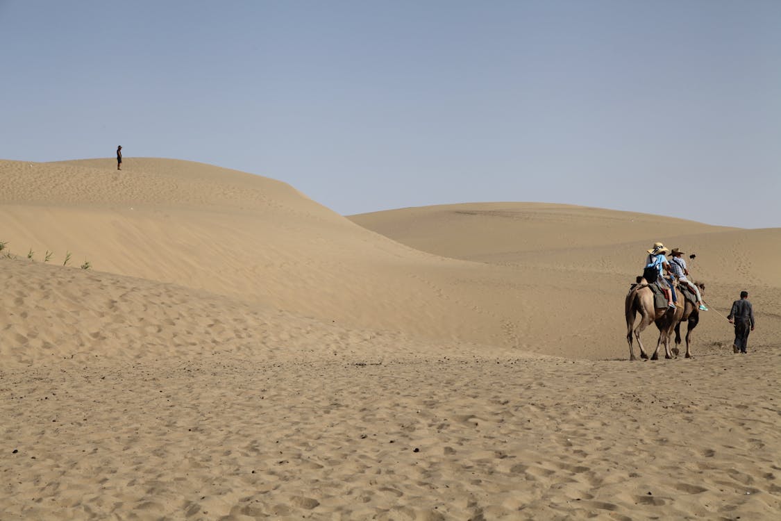 Foto profissional grátis de areia, camelo, céu