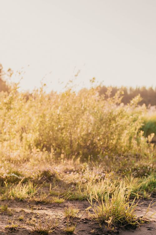 Free Warm sunlight over a grassy field in Vsevolozhsk, Russia, captured during golden hour. Stock Photo