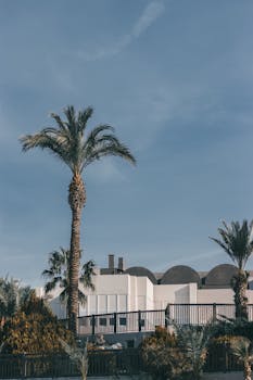 A modern white building surrounded by tall palm trees under a clear sky.