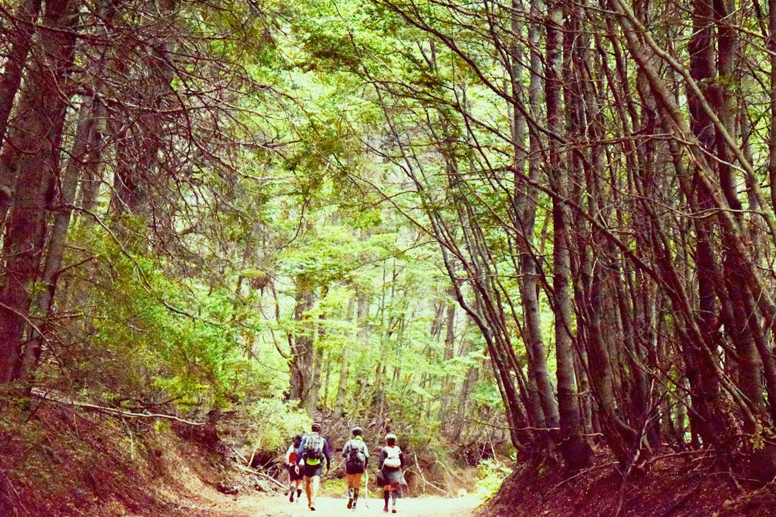 Group of Four People Walking on Tree Pathway