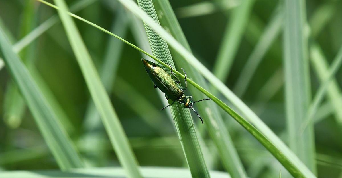 Insect Blade Green Insect Sitting on Blade Grass · Free Stock Photo