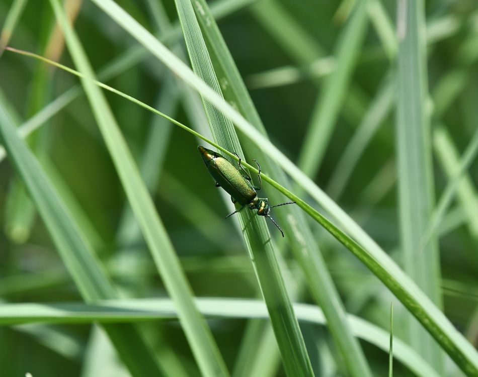 Green Insect Sitting on Blade Grass · Free Stock Photo