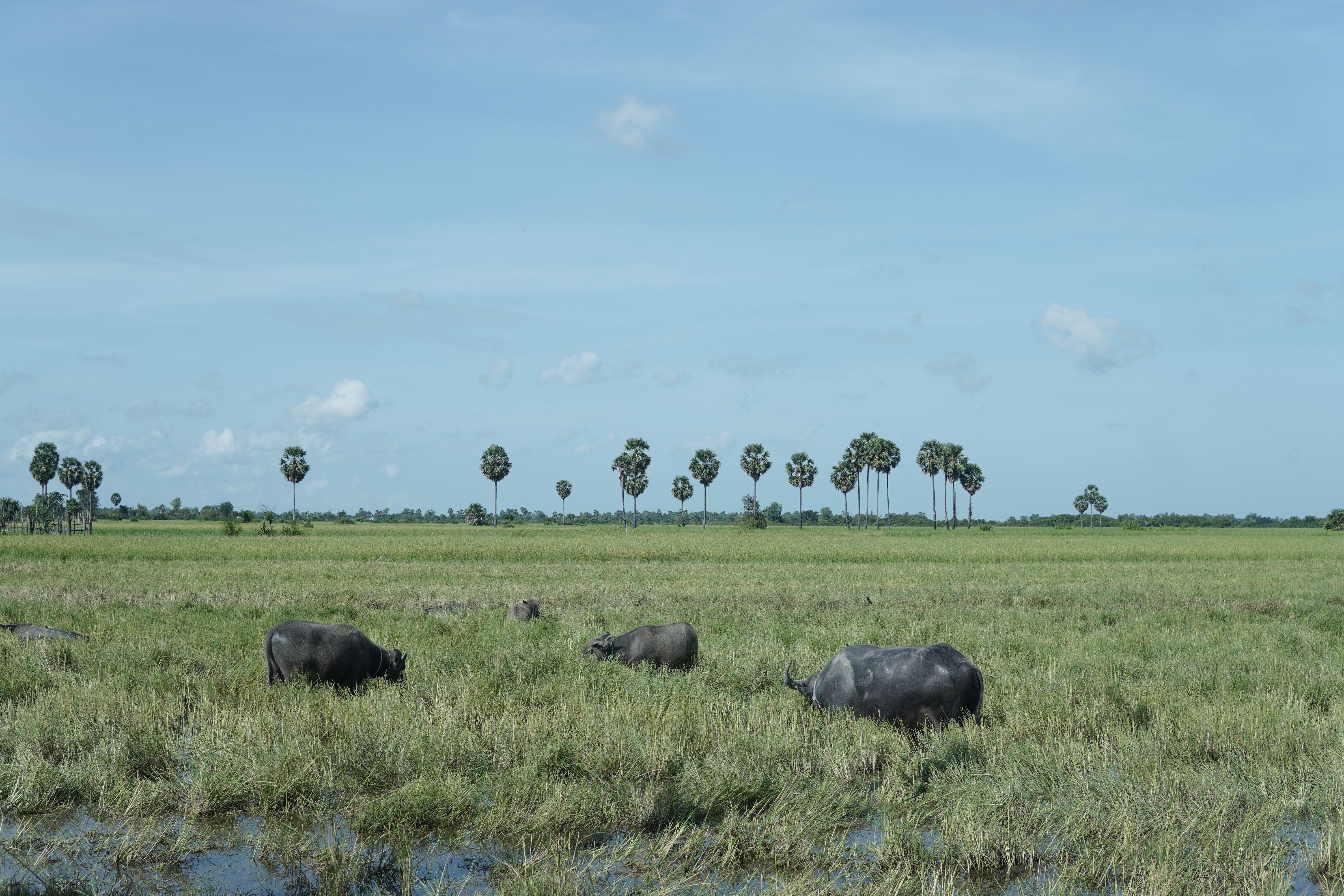 6 Day Life Reset: Yoga, Meditation & Digital Detox in Cambodia 1