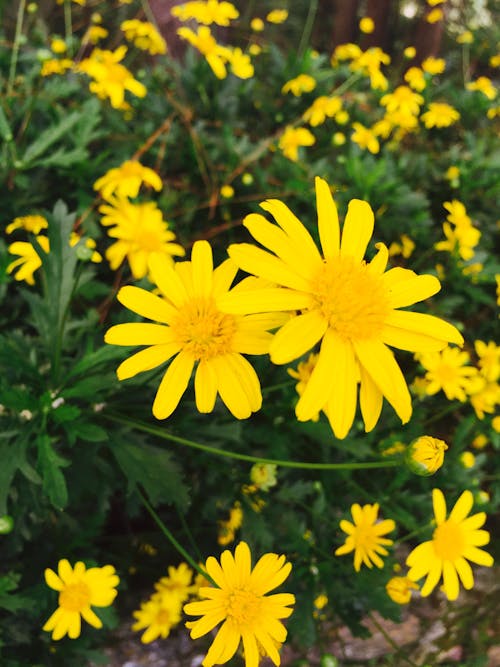 Fotos de stock gratuitas de amarillo, flores, fotógrafo