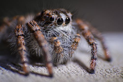 Close-Up Shot of Euophrys Omnisuperstes
