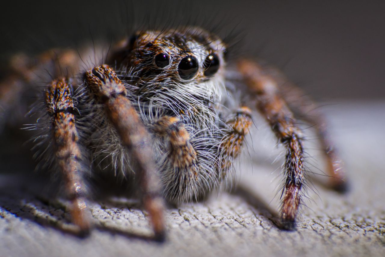 detailed macro photo of a jumping spider showcasing its eyes and body