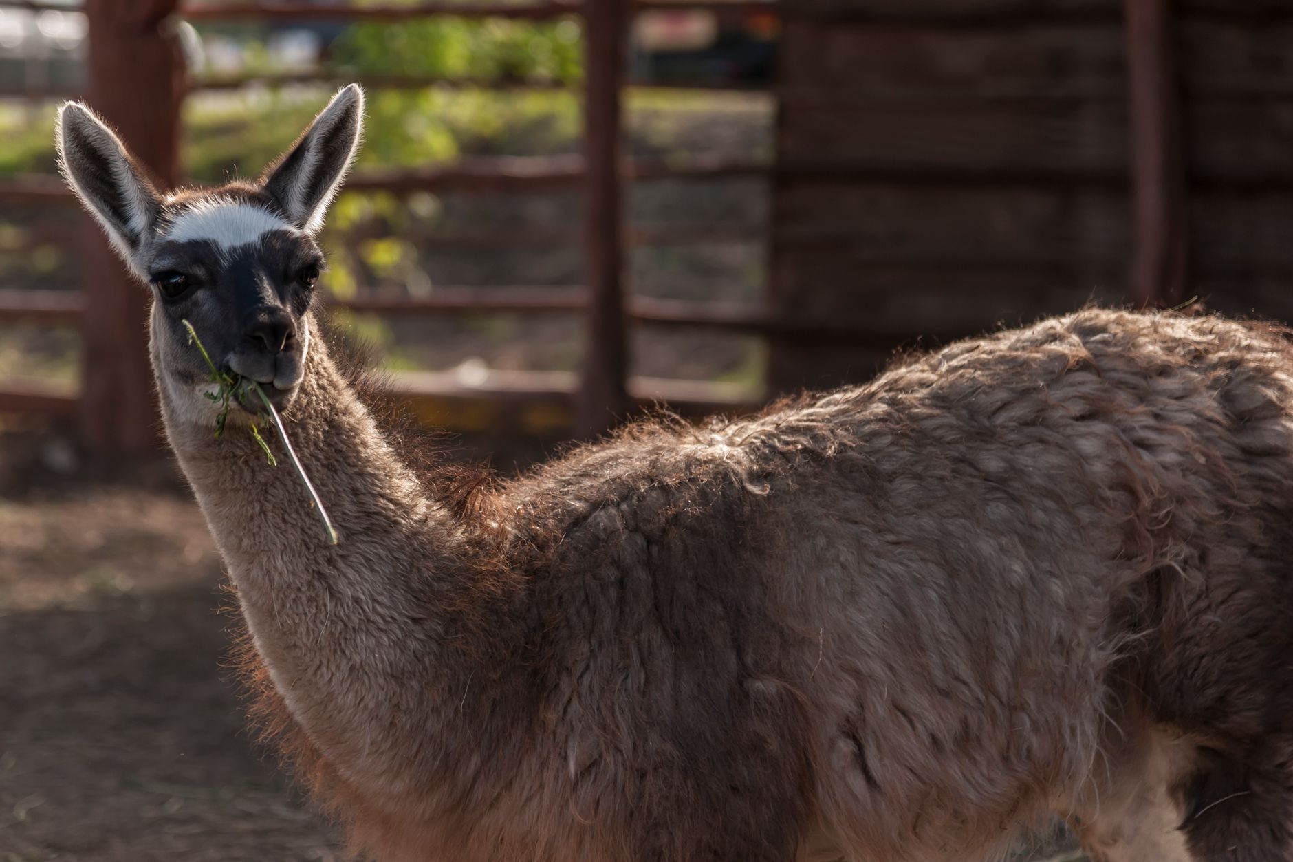 Llama 4 Maverick API