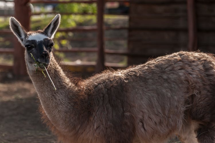 Close-Up Of A Llama Eating 