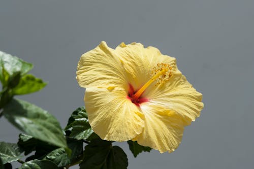 A Hibiscus Flower in Bloom