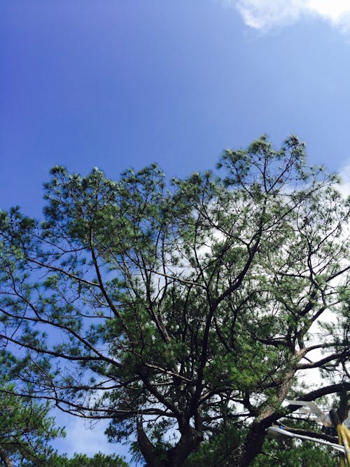 Fotos de stock gratuitas de arboles, azul, cielo