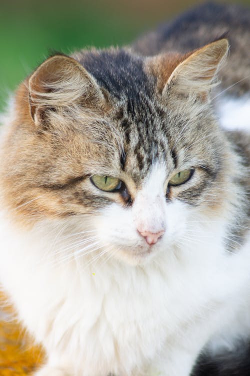 Close-Up Shot of a  Cat 