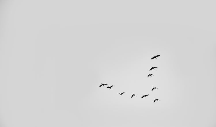 Birds Flying In The Sky