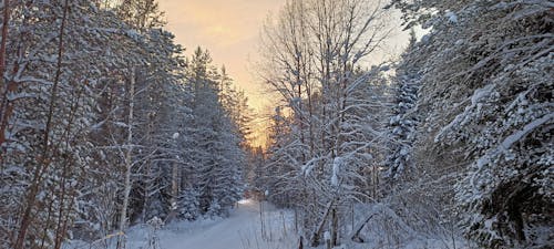 Gratis stockfoto met bomen, Bos, kou