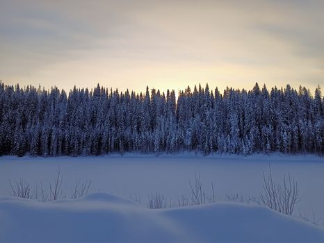 Majestätischer Wald & Bäume – Naturmotiv als Hintergrundbild (von Stanislav Maslov, 9248×6944, #10987211)
