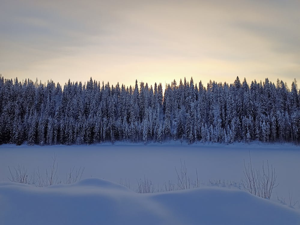 Foto profissional grátis de árvores, coberto de neve, inverno