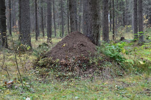 Foto profissional grátis de árvores, floresta, formigueiro