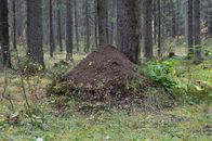 Brown Tree Trunk on Green Grass Field